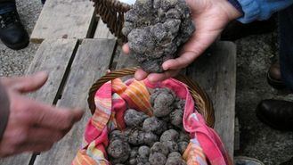 La Diputación de Guadalajara va a por todas: Competirá con Soria y Vic por convertirse en la capital de la trufa negra