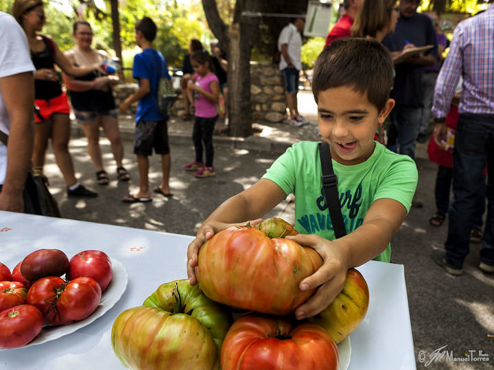 El próximo 2 de septiembre, se celebra en Fontanar la 4ª edición de la “Fiesta del Tomate”