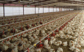 Se oponen a la instalaci&#243;n de dos granjas av&#237;colas de 66.000 pollos de engorde en Cuenca