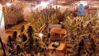 Desmantelan un laboratorio con 380 plantas de marihuana en Toledo