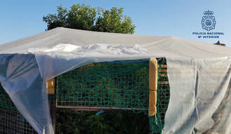 Desmantelado un centro de cultivo ilegal de 300 plantas de marihuana 'cannabis sativa' en Talavera