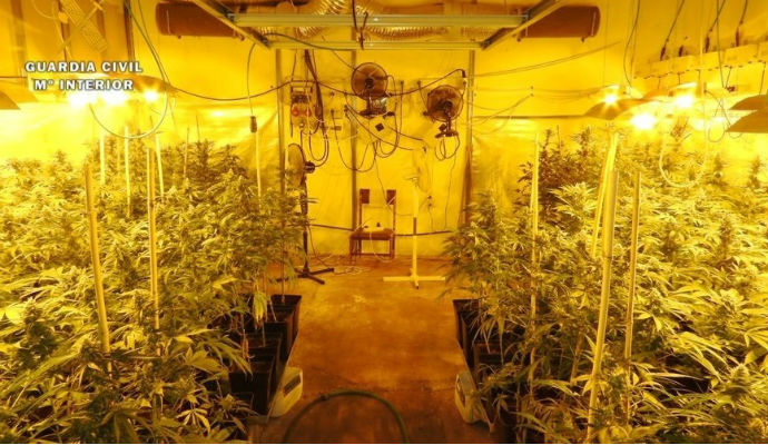 Incautan en Toledo 628 plantas de cannabis sativa viva y 9.641 gramos de marihuana 
