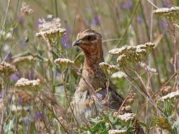 Castilla La Mancha abre la media veda el 21 de agosto
