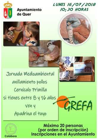 Este lunes, anillamiento de los cernícalos primilla en Quer en una Jornada Medioambiental