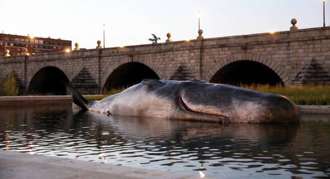 Un cachalote de 15 metros aparece este viernes varado en el Manzanares