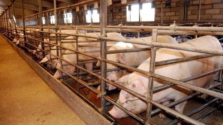 Denuncian que existe un pacto PSOE-PP para no suspender la instalación de una macrogranja de cerdos en Cuenca