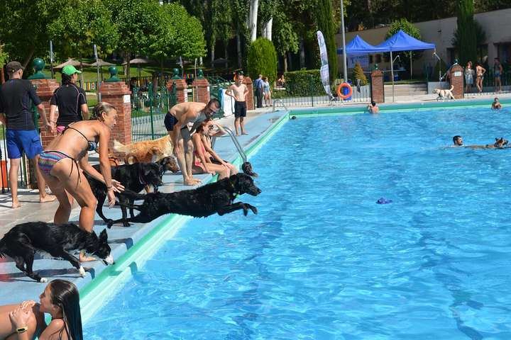 Unos 150 perros y 200 personas disfrutaron del Acuadog de Guadalajara