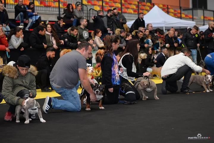 Hasta 170 perros American Bully de España y Europa compiten este sábado en el ‘ValdeluzRumble’