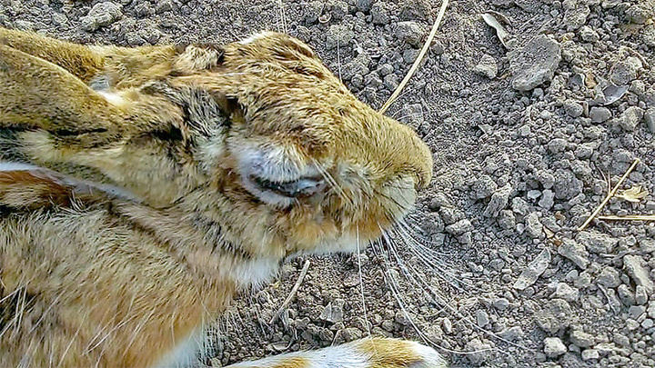 Cazadores, galgueros y Junta analizado cómo deben actuar ante la presencia de liebres afectadas por mixomatosis en CLM