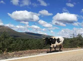 Lluvias débiles, ratos de sol y nubes y el mercurio en los 21ºC este miércoles en Guadalajara