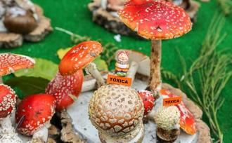 Ingresada un familia en el Hospital de Guadalajara por intoxicación alimentaria debido a la ingesta de setas