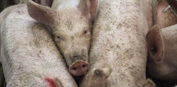El Tribunal de Castilla-La Mancha admite un recurso contra una macrogranja de cerdos en Cuenca