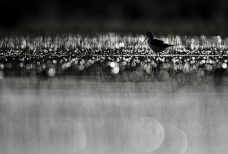 La feria ornitológica más prestigiosa del Mediterráneo premia a un fotógrafo naturalista de Valdeluz