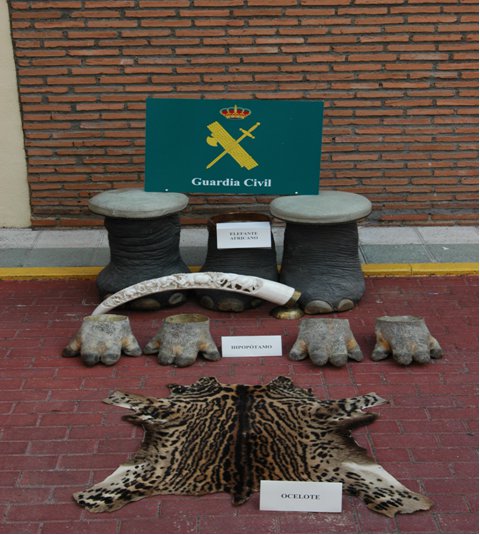 La Guardia Civil ha incautado una piel de ocelote en la ciudad de Toledo