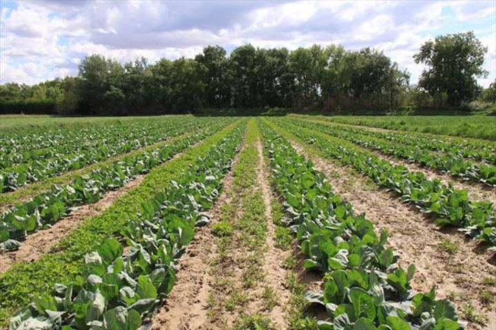 Los agricultores ecológicos acusan a Page y Martínez Arroyo de “incumplir sus promesas”