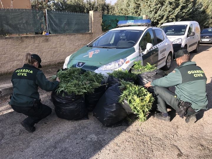 La Guardia Civil desmantela una plantación de más de 1.200 plantas de marihuana en Fuentenovilla