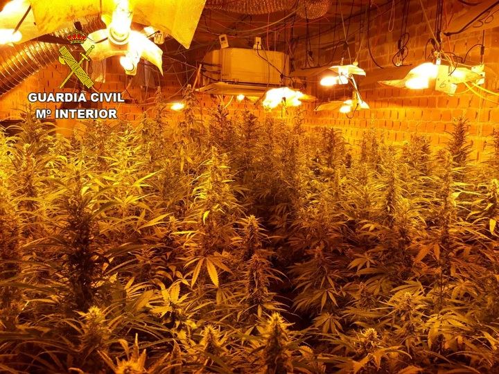 La Guardia Civil desmantela una plantación de más de 1.200 plantas de marihuana en Fuentenovilla