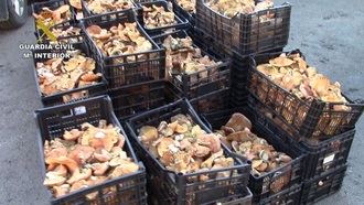 Los agentes medioambientales decomisan un cargamento de 160 kilos de níscalos en Guadalajara