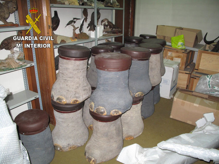 La Guardia Civil interviene una importante cantidad de trofeos de caza y animales naturalizados ilegales en Guadalajara