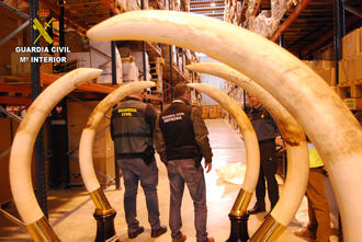 La Guardia Civil interviene una importante cantidad de trofeos de caza y animales naturalizados ilegales en Guadalajara