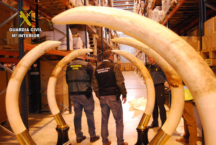 La Guardia Civil interviene una importante cantidad de trofeos de caza y animales naturalizados ilegales en Guadalajara