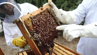 El sector apícola de COAG convoca movilizaciones el 11 de diciembre en Guadalajara