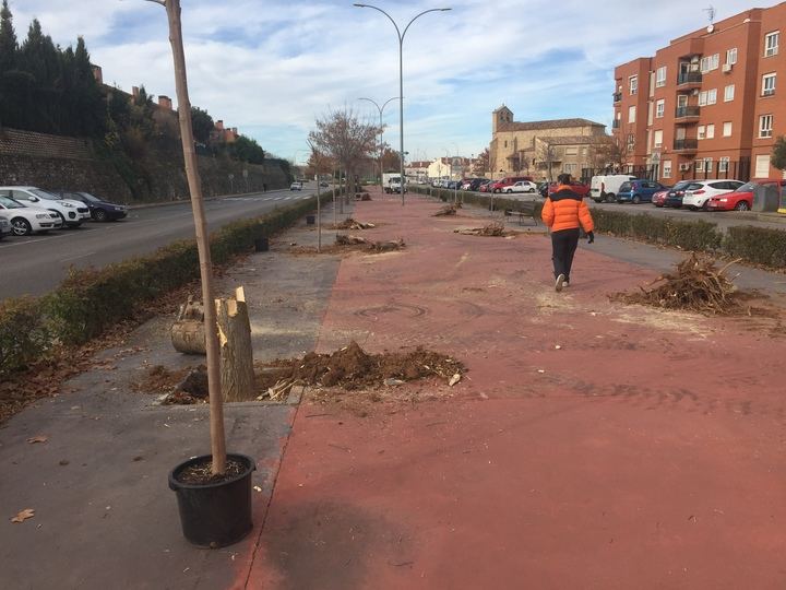 Sustitución de 49 árboles enfermos o secos en la Avenida del Atance de Guadalajara