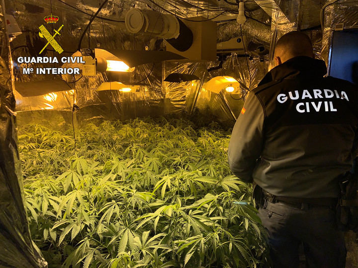 La Guardia Civil de Guadalajara incauta 844 plantas de marihuana en Hontoba