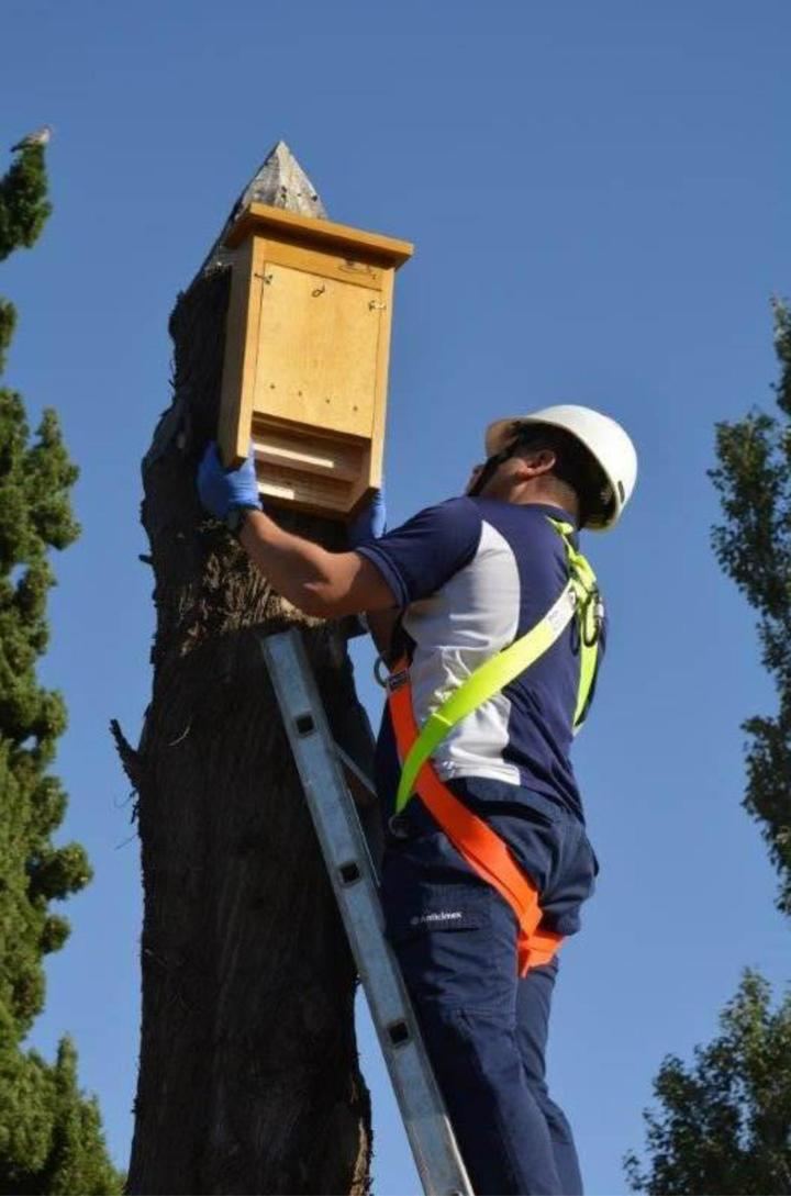 Instalan 15 cajas-nido para murciélagos en Azuqueca para controlar las plagas de mosquitos en verano