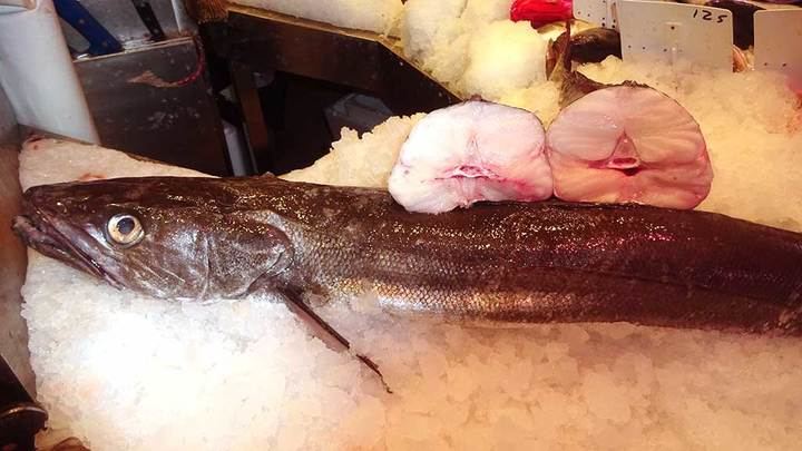 3.500 pescadores españoles estan de enhorabuena : España logra mantener la cuota de la merluza sur tras cuatro años de recortes