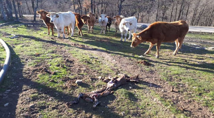 Los ganaderos asustados y el ganado violento por el aumento de ataques de lobos en la Sierra Norte de Guadalajara