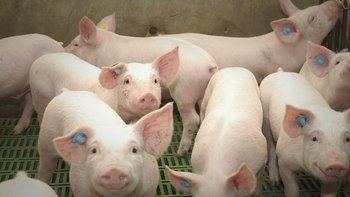 Denuncian que una granja de cerdos de Almonacid del Marquesado funciona sin autorización y acusan a la Junta de "dejación de funciones"