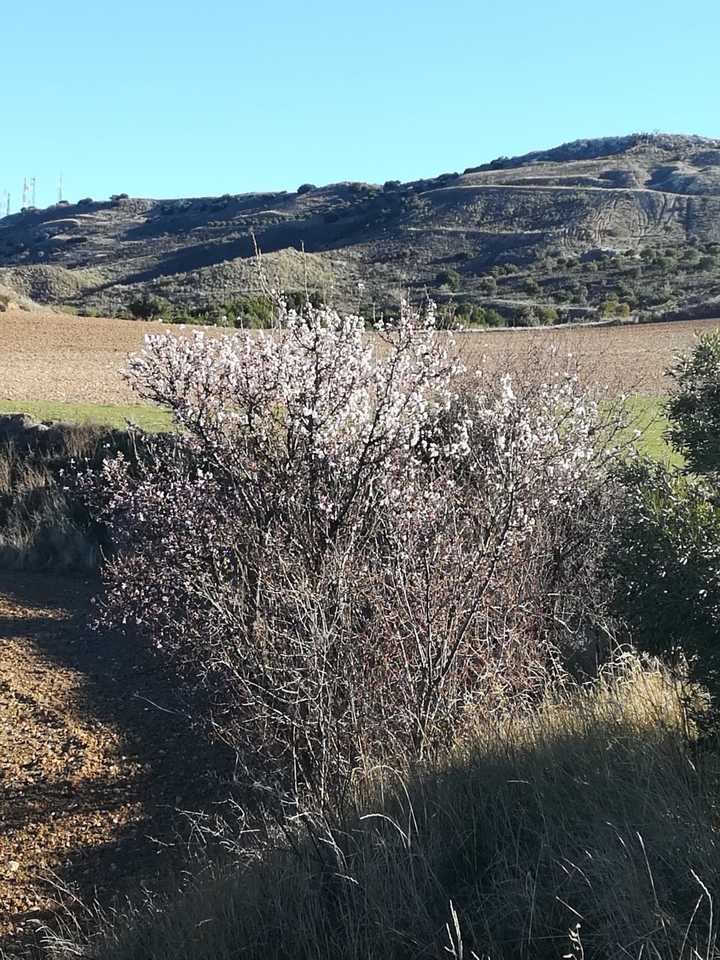 Los primeros brotes Foto : Jacinto García Duro