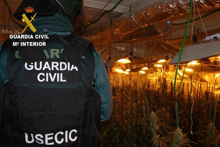 La Guardia Civil detiene a dos personas por cultivar 797 plantas de marihuana en Pioz