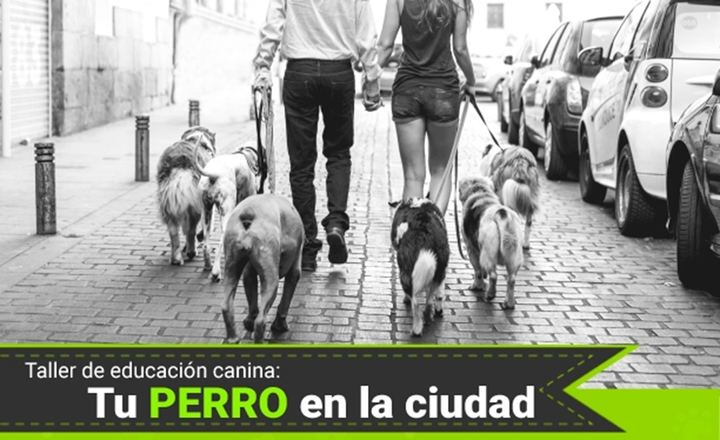 El sábado 16 de marzo, nuevo taller de educación canina en Guadalajara