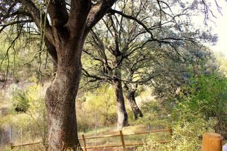 El Plan de Gestión de Valdenazar recoge medidas para conservar el bosque y regular y potenciar su uso público