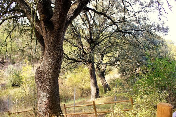 El Plan de Gestión de Valdenazar recoge medidas para conservar el bosque y regular y potenciar su uso público