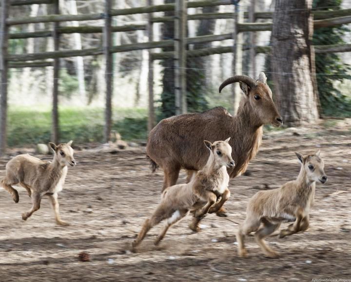 El zoo de Guadalajara, miembro fundador de Aiza,participa de forma activa en las labores de educación y de conservación de la fauna