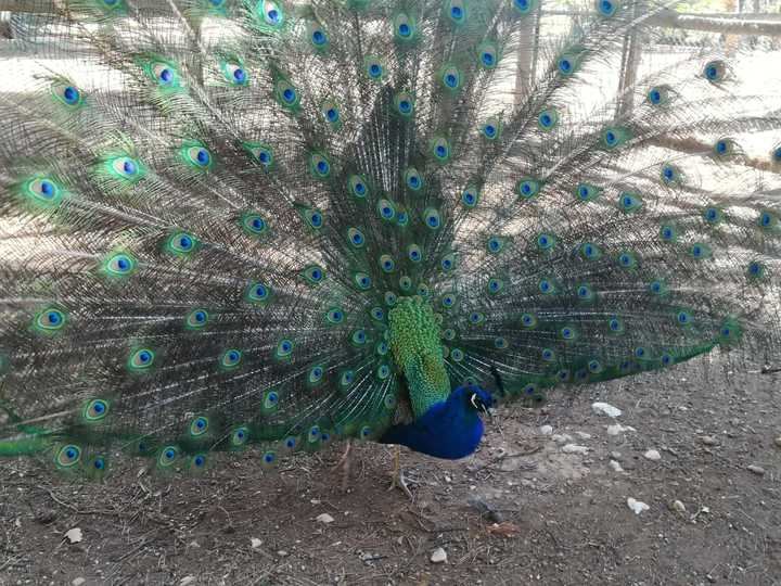 El Zoo de Guadalajara Foto : Jacinto García Duro