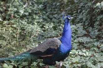 El zoo de Guadalajara, miembro fundador de Aiza,participa de forma activa en las labores de educación y de conservación de la fauna