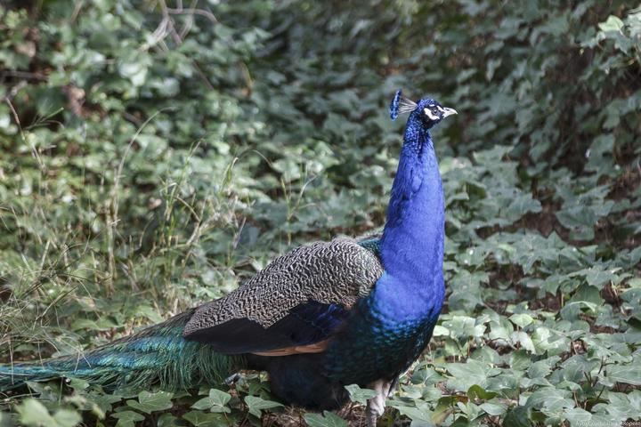 El zoo de Guadalajara, miembro fundador de Aiza,participa de forma activa en las labores de educación y de conservación de la fauna