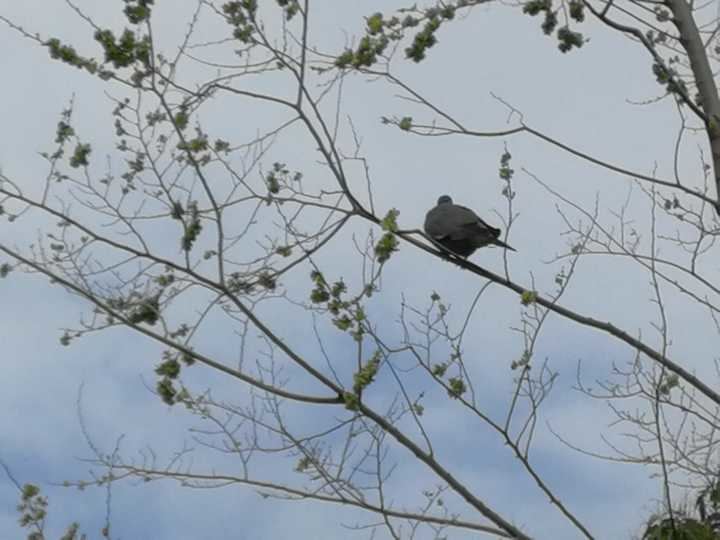 El zoo de Guadalajara, testigo de la época de cría de aves