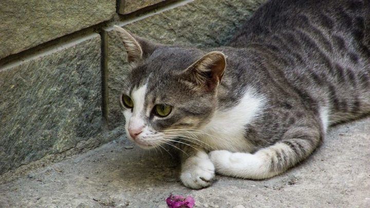Horche esterilizará a los gatos callejeros para que cada vez haya menos
