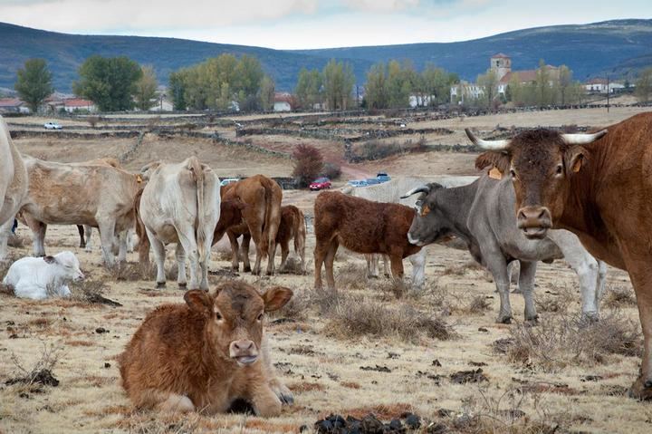 Reclaman a la Junta que el ganado sacrificado por tuberculosis “no suponga la ruina de los ganaderos”