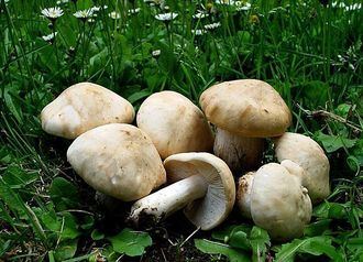 La Fundación IberCaja cierra este mes el ciclo Retos Medioambientales en su Centro Cultural en Guadalajara