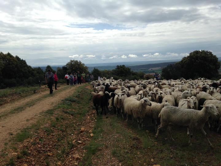 II Ruta del Pastor este sábado en Arbancón