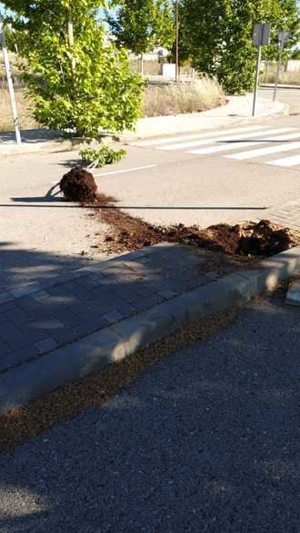 Acto vandálico contra árboles recién plantados en Cabanillas