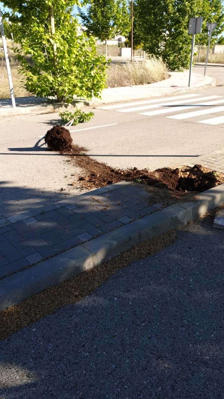 Acto vandálico contra árboles recién plantados en Cabanillas