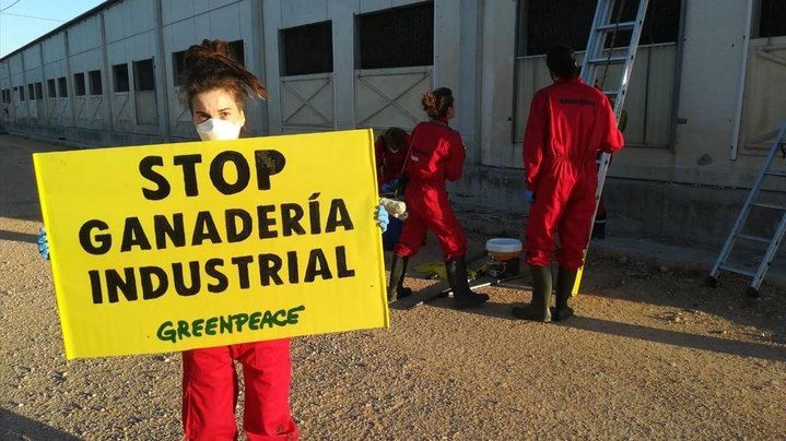 Greenpeace se mete en una macrogranja de cerdos de Hellín para denunciar la contaminación