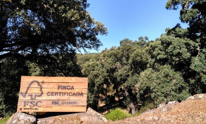 Concluye el estudio de la Universidad de Alcalá y FSC para lograr bosques más resistentes al cambio climático